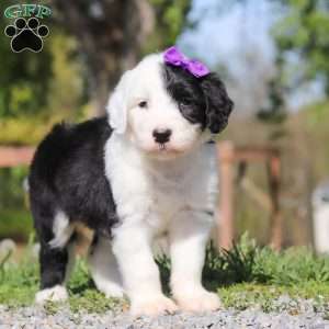 Daisy, Sheepadoodle Puppy